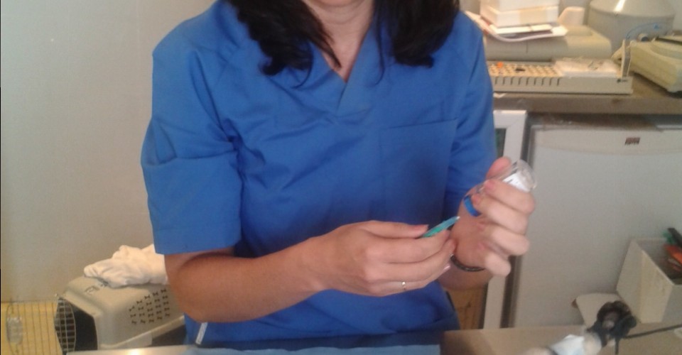 cirugias veterinarias, animales en cadiz